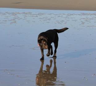 Hund am Strand 