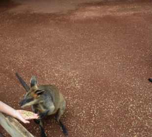 Feather Dale Wildlife Park