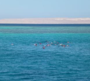 Schnorcheln mit Delfinen