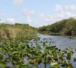 Sümpfe in den Everglades