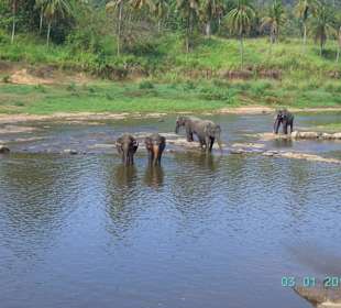 Sierociniec słoni Pinnawala