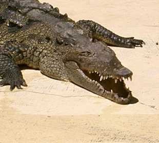 Krokodil