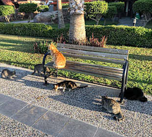 Katzenfütterung Promenade