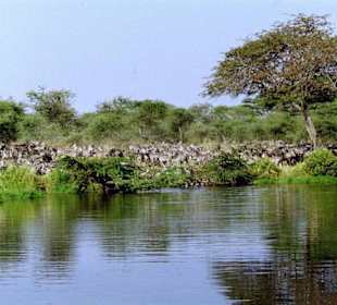 Abwartende Zebras am Wasselauf