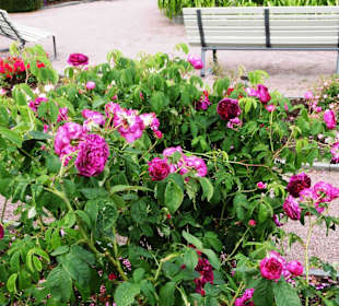 Botan. Garten Göteborg