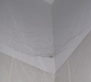 Spinnenweben (hier im Badezimmer)