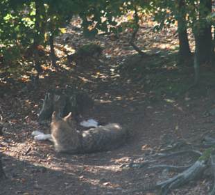 Wolf im Park - man muss schon suchen