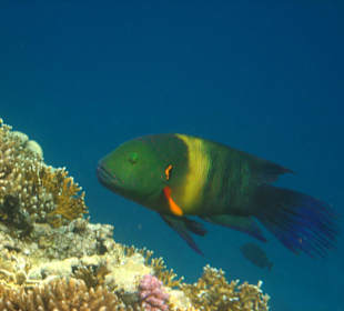 Hotelriff Hotel Cataract Resort