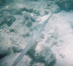 Flötenfisch