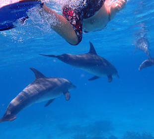 Schwimmen mit Delfinen