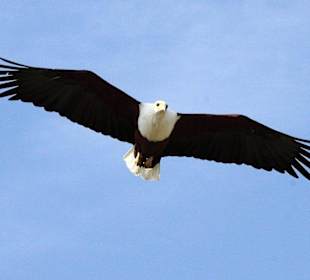 Flug des Afrikanischen Schreiseeadlers