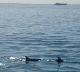 Delphine bei der Schnorcheltour