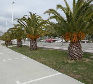 Palmen am Yachthafen