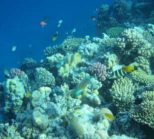 Hausriff Arabia Azur Resort