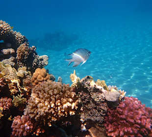 Schnorcheln Makadi Bay