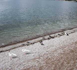 Uferpromenade Domaso