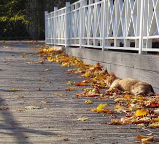 Обитатели парка