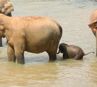 Auch die Babys gehen zu baden