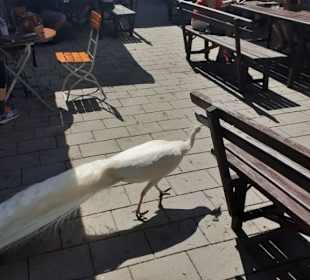 Weißer Pfau bettelt im Restaurant-Gastgarten