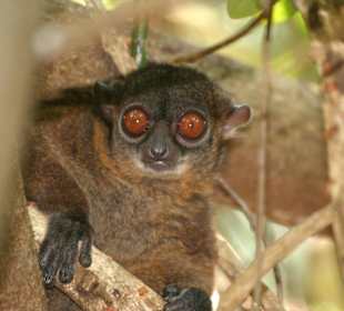 Nachtaktiver Lemur