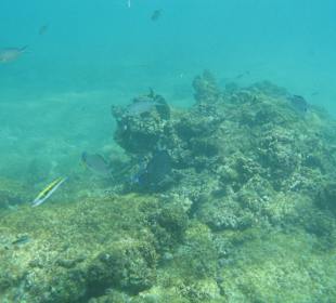 Unterwasserwelt Barbados