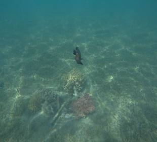 Schnorcheln Makadi Bay