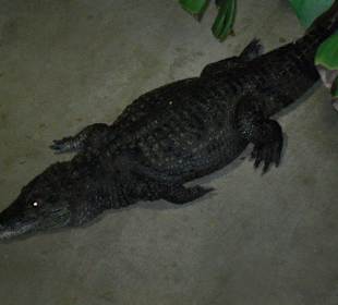 Krokodil