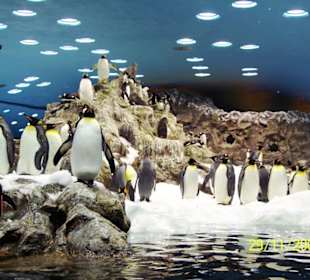 Pinguine im Loro Parque