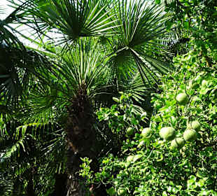 Im Palmengarten von Schloss Trauttmansdorff