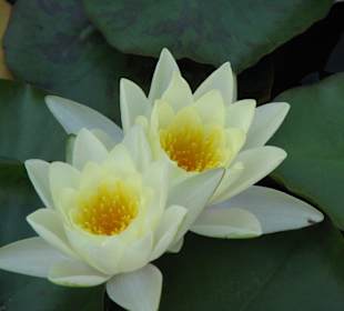 Seerosen im Kakteengarten