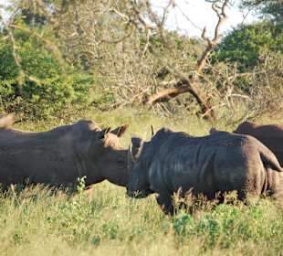 Breitmaul Rhino im River Lodge NP