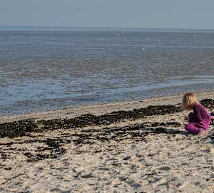 Muscheln sammeln