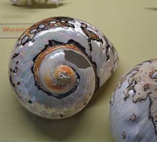 Rundgang durch das Muschelmuseum Wremen