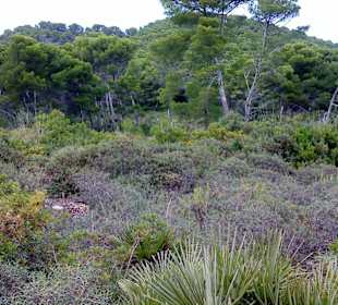 Zwischen C. Guya und Mesquida