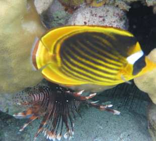 Schnorcheln am Hausstrand