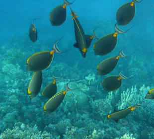 Fische im Außenriff