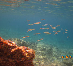 Fischschwarm