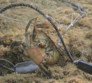 Qualvolles Sterben im Naturschutzgebiet