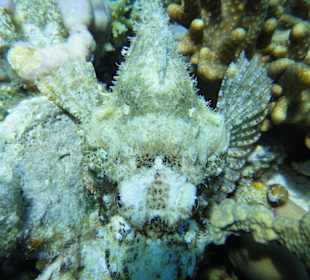 Schnorcheln Hurghada