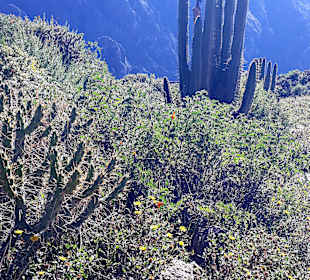 Colca-Canyon