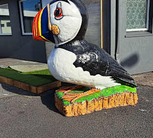 Papageitaucher am Hafen