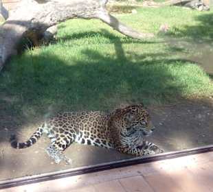 ZOO José Cruz Conde