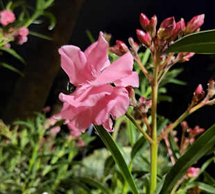 Oleander 