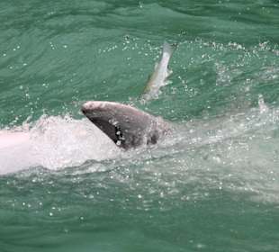 Spielender Delfin