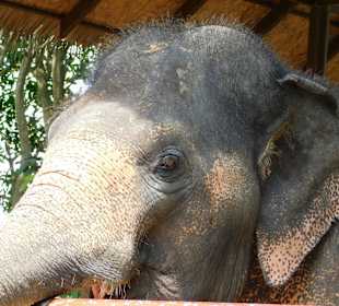 Elefant 