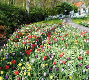 Blumenpracht im Keukenhof