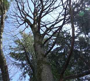 Baumlehrpfad Sontheim