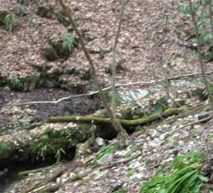 Wolfsschlucht