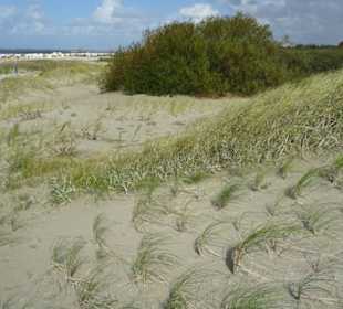 Dünen Norddeich