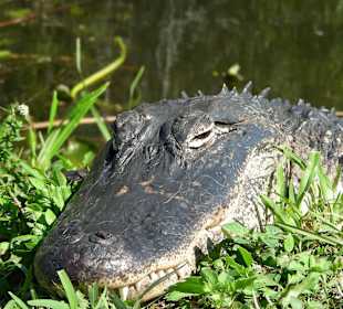 Ohne Teleobjektiv oder Superzoom